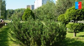 Лобня: Тысячи гостей на «Ночи в парке»