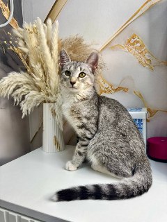 Дружелюбный котик ищет новый дом — готов к переезду!