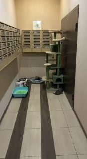 Ищем любящих хозяев для 12 кошек в жилом комплексе