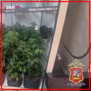 В Истре задержали мужчину с 71 кустом конопли на даче
