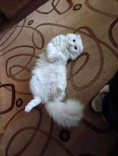 Пропал Белый Кот Скоттиш Фолд: Помогите Найти!