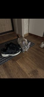 Пропажа кота Сёмы: помогите найти любимца