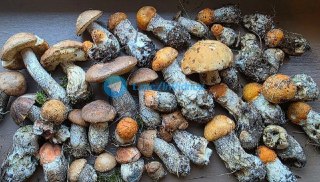 Грибное Меню: Рестораны Подмосковья Вдохновились Лисичками