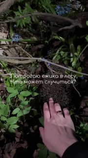 Прививка от бешенства: история россиянки и ежа
