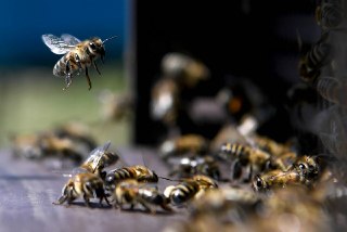 Медовый урожай Подмосковья: 387 тонн сладкого продукта