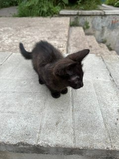 Найдён маленький котёнок: нужна помощь в поиске хозяев