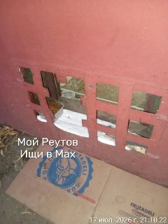 Администрация Реутова открыла доступ для кошек в подвале дома