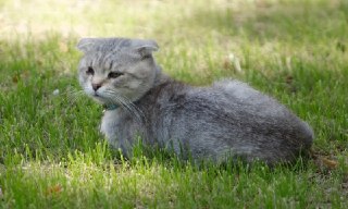 Найдена бездомная кошка с проблемами: помогите вернуть домой!