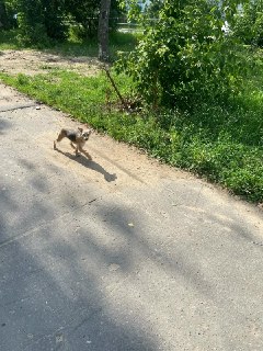 Потерялась Ухоженная Породистая Собака в Районе Совхоза