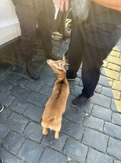 Москвич арестован на пять суток за прогулку с козой