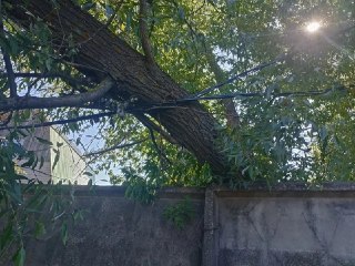 Дерево упало на забор в Кашире, повредив электрические сети