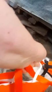 Собачья семья нашла дом: Дуняша теперь Джулия