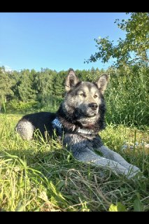 Пропал пёс Барон: помогите найти домашнего любимца!