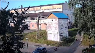 В Истре бойцовские собаки напали на ребенка: подробности инцидента