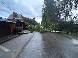Береза упала в Солнечной поляне, повредив провода