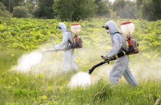 Можайский округ начнет борьбу с борщевиком в 29 населенных пунктах