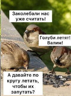 Летняя перепись воробьев в России: важные детали и цели
