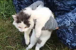 В Нижегородской области поймали кота с наркотиками в самодельном ошейнике