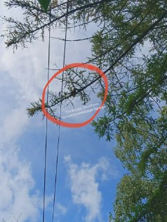 Кошка застряла на сосне: требуется помощь спасателей