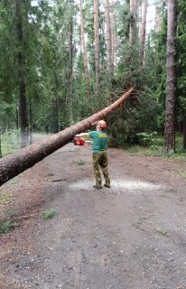 Ураган повалил деревья в округе: проезд восстановлен