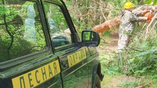 Санитарные рубки в лесах: защита от болезней и пожаров