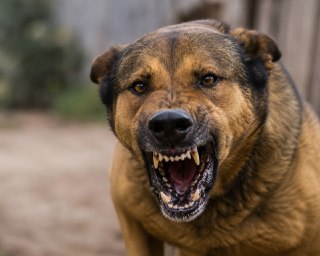 Собака напала на внука писательницы в Одинцовском округе