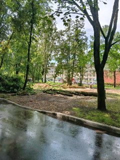 Вырубка деревьев ради детской площадки вызвала общественное недовольство