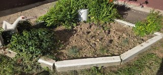 Внимание: Воровство Растений Увеличилось в Нашем Районе