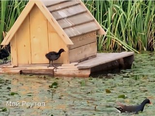 Новые Птицы в Реутове: Экологический Центр в Городских Парках