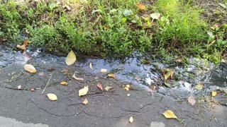 Жители улицы Маркова жалуются на запах и затопление подвалов