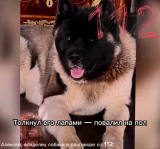 Владелец собаки, напавшей на ребенка, рассказал свою версию событий