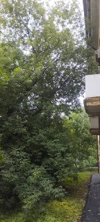 Жители Одинцово просят привести в порядок деревья на Глазынинской улице