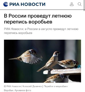 В России проведут новый пересчет воробьёв для изучения экосистемы