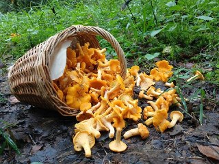 Грибное меню в ресторанах Подмосковья: сезон лисичек стартовал!