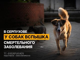 Опасный полирадикулитоневрит у собак: Ветеринары предупреждают