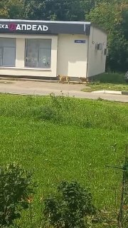 Агрессивные бездомные собаки вызывают тревогу на улицах Каширы